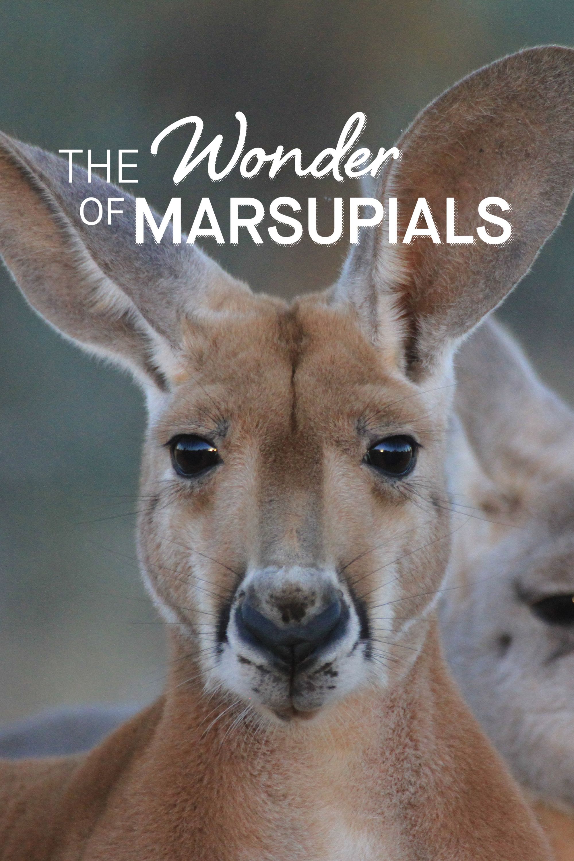 The Wonder Of Marsupials