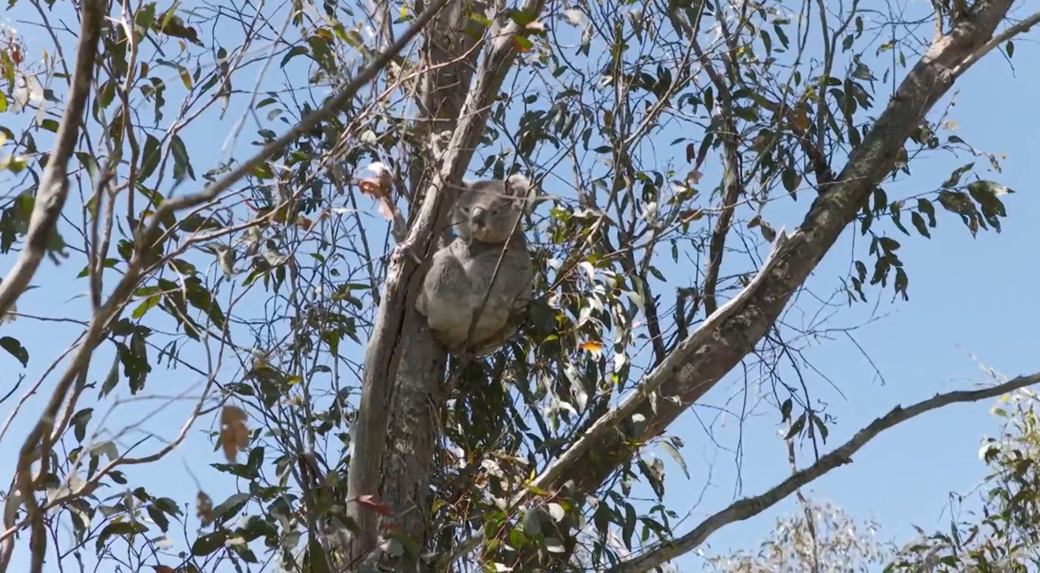 Wildlife Sanctuary - Koalas