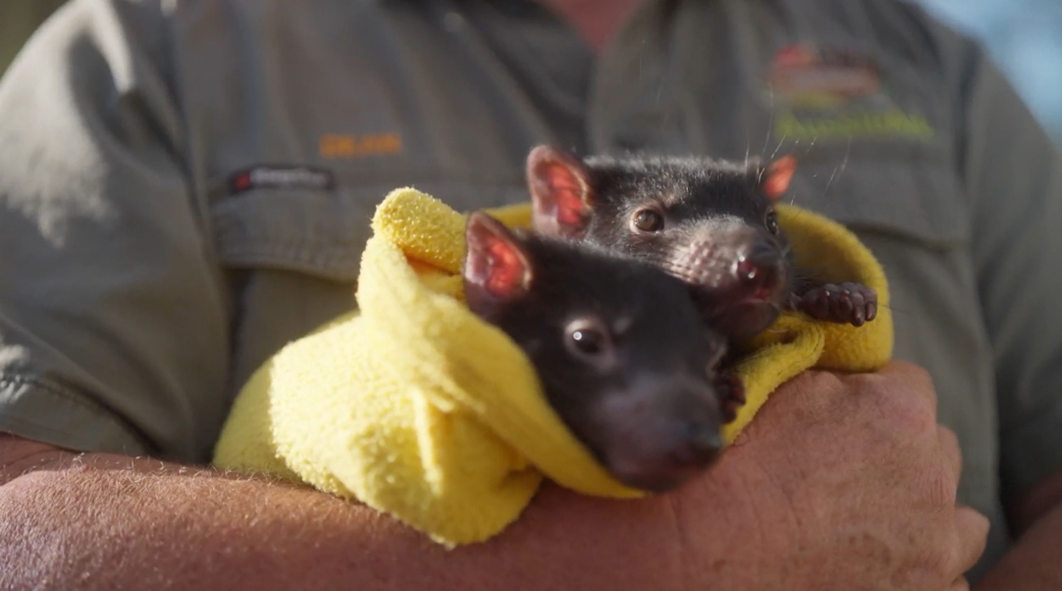 Wildlife Sanctuary - Tasmanian Devils