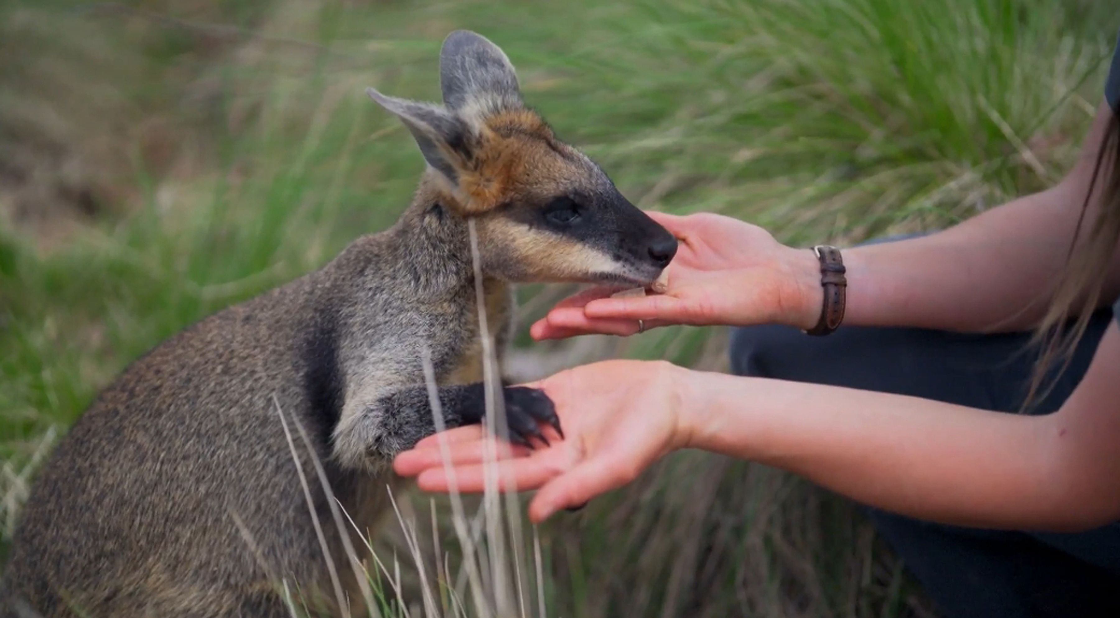 Wildlife Sanctuary - Swamp Wallaby