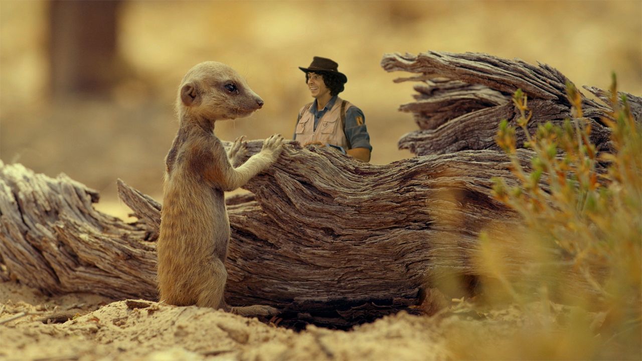 Andy and the Meerkats