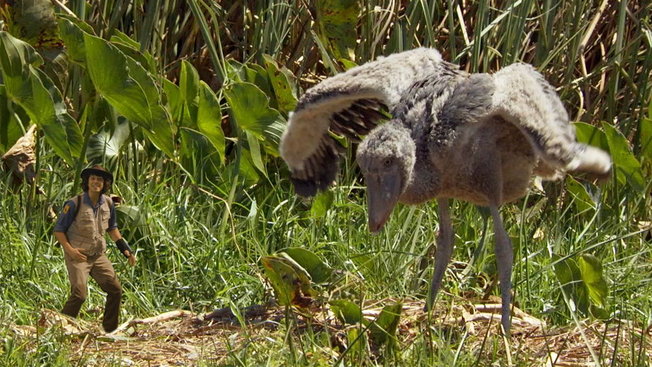 Andy and the Shoebill Chick