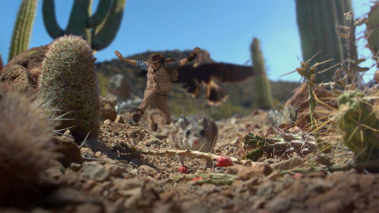 Andy and the Grasshopper Mouse