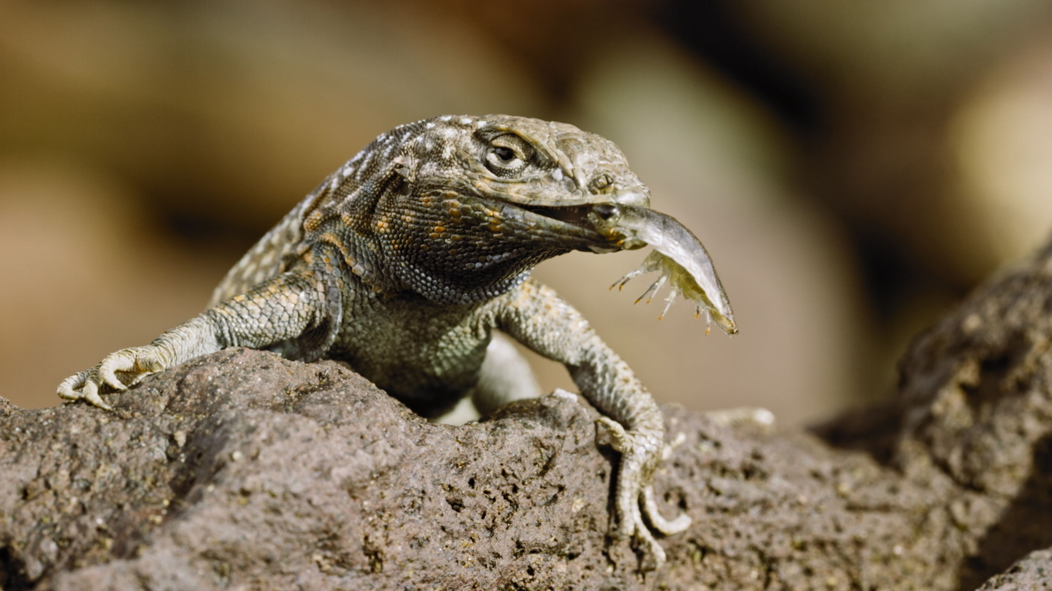 Andy And The Swollen Nosed Side Blotched Lizard