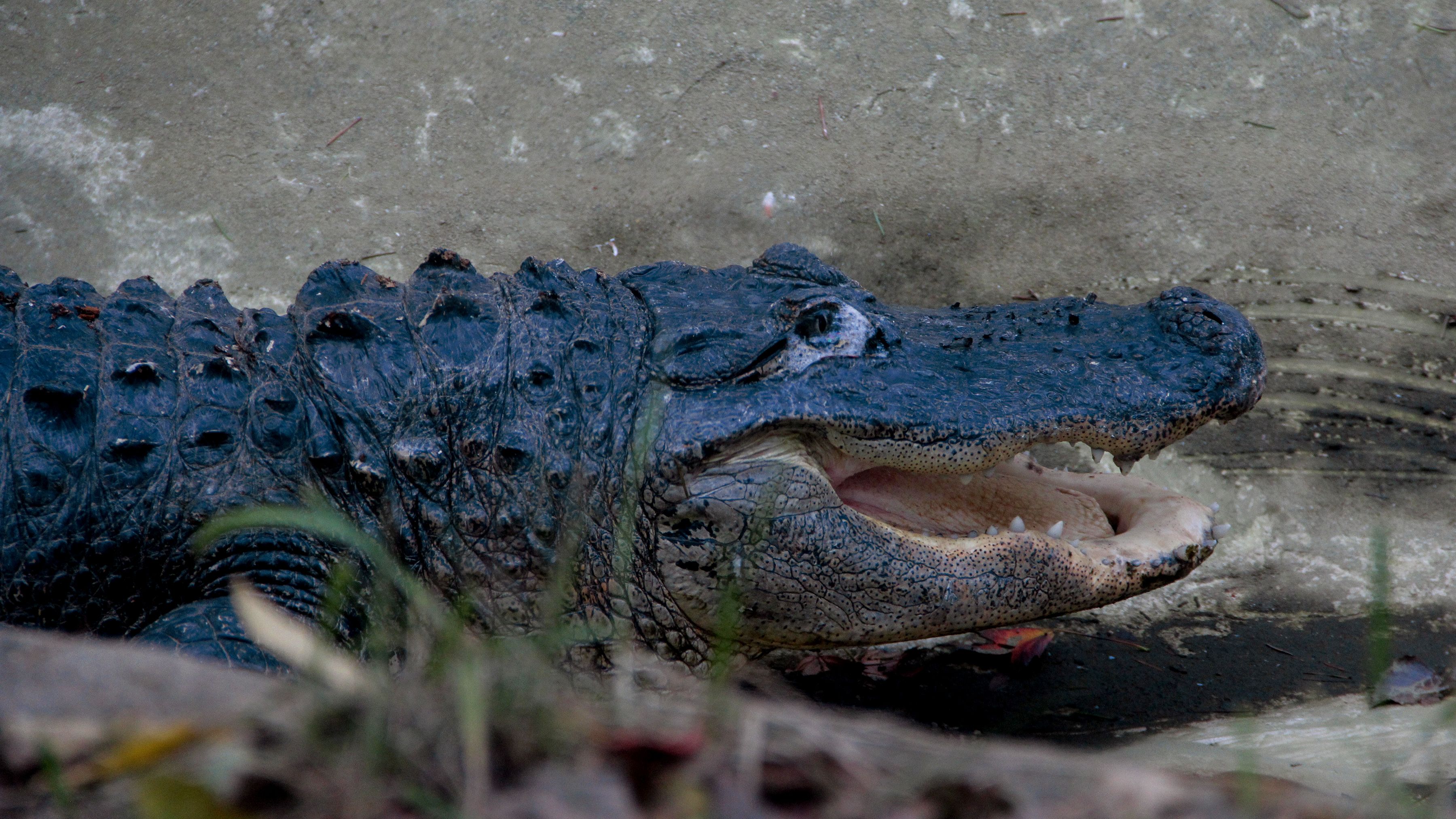 Episode 5 Later, Gator!