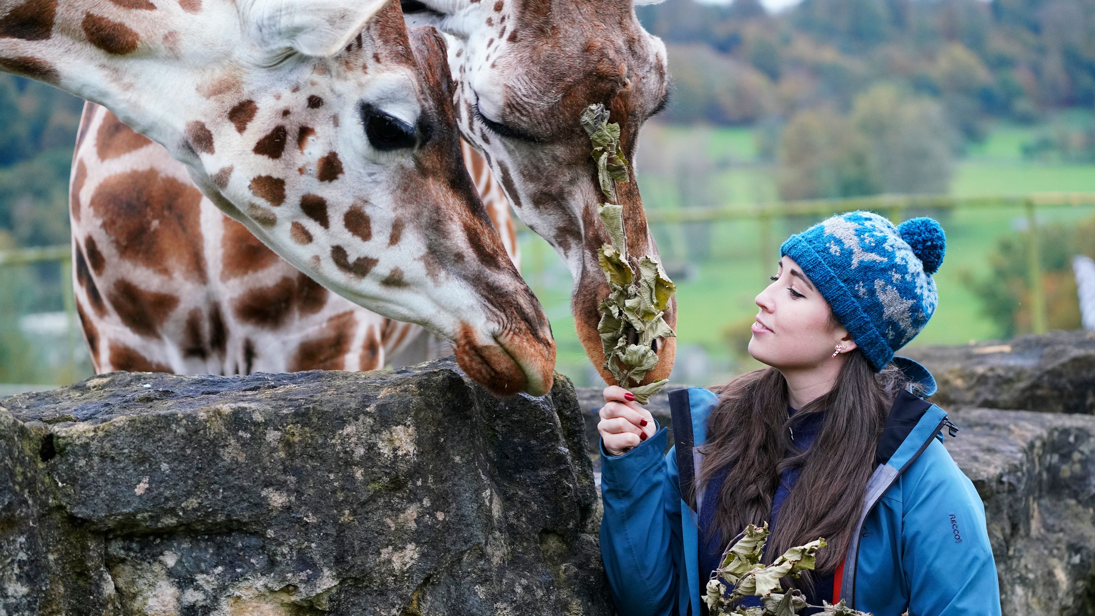 Animal Park
